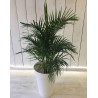 Dypsis en pot