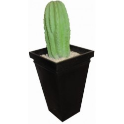 Cactus en bac